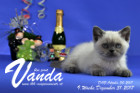 Vanda ist 9 Wochen alt ( 31.12.2017 )