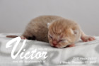 Victor ist 1 Woche alt ( 05.11.2017 )
