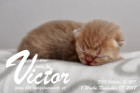 Victor ist 1 Woche alt ( 05.11.2017 )