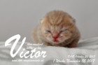 Victor ist 1 Woche alt ( 05.11.2017 )