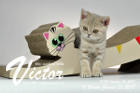 Victor ist 11 Wochen alt ( 13.01.2018 )