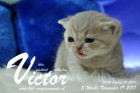 Victor ist 3 Wochen alt ( 19.11.2017 )