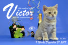 Victor ist 9 Wochen alt ( 31.12.2017 )