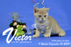 Victor ist 9 Wochen alt ( 31.12.2017 )