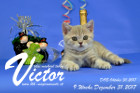 Victor ist 9 Wochen alt ( 31.12.2017 )