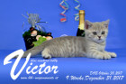 Victor ist 9 Wochen alt ( 31.12.2017 )