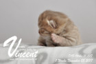 Vincent ist 1 Woche alt ( 05.11.2017 )
