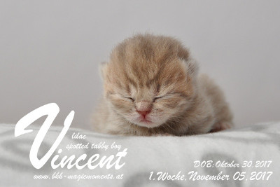 Vincent ist 1 Woche alt ( 05.11.2017 )