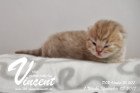 Vincent ist 1 Woche alt ( 05.11.2017 )