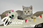Vincent ist 11 Wochen alt ( 13.01.2018 )