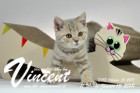Vincent ist 11 Wochen alt ( 13.01.2018 )