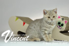 Vincent ist 11 Wochen alt ( 13.01.2018 )