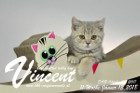 Vincent ist 11 Wochen alt ( 13.01.2018 )