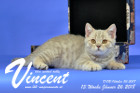 Vincent ist 13 Wochen alt ( 26.01.2018 )