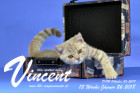 Vincent ist 13 Wochen alt ( 26.01.2018 )