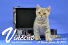 Vincent ist 13 Wochen alt ( 26.01.2018 )