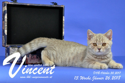 Vincent ist 13 Wochen alt ( 26.01.2018 )