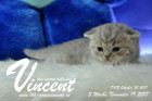 Vincent ist 3 Wochen alt ( 19.11.2017 )