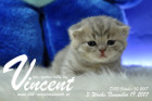 Vincent ist 3 Wochen alt ( 19.11.2017 )