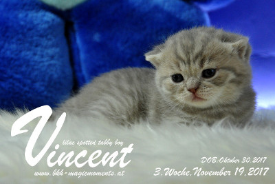 Vincent ist 3 Wochen alt ( 19.11.2017 )