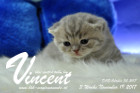 Vincent ist 3 Wochen alt ( 19.11.2017 )