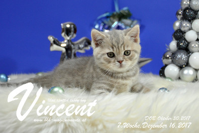 Vincent ist 7 Wochen alt ( 16.12.2017 )