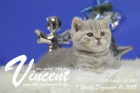Vincent ist 7 Wochen alt ( 16.12.2017 )