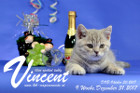 Vincent ist 9 Wochen alt ( 31.12.2017 )