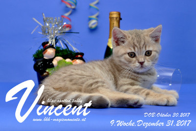 Vincent ist 9 Wochen alt ( 31.12.2017 )