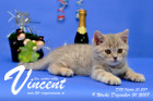 Vincent ist 9 Wochen alt ( 31.12.2017 )