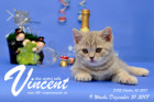 Vincent ist 9 Wochen alt ( 31.12.2017 )