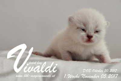 Vivaldi ist 1 Woche alt ( 05.11.2017)