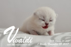 Vivaldi ist 1 Woche alt ( 05.11.2017)