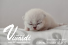 Vivaldi ist 1 Woche alt ( 05.11.2017)