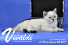 Vivaldi ist 13 Wochen alt ( 26.01.2018 )