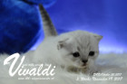 Vivaldi ist 3 Wochen alt ( 19.11.2017)