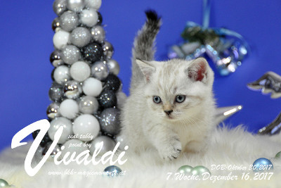 Vivaldi ist 7 Wochen alt ( 16.12.2017)