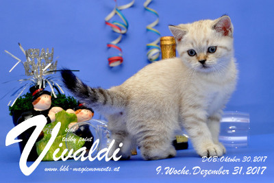 Vivaldi ist 9 Wochen alt ( 31.12.2017)
