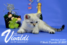 Vivaldi ist 9 Wochen alt ( 31.12.2017)