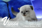 Vivien ist 3 Wochen alt ( 19.11.2017 )