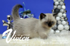 Vivien ist 7 Wochen alt ( 16.12.2017 )