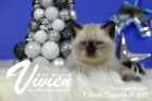 Vivien ist 7 Wochen alt ( 16.12.2017 )