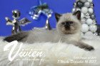 Vivien ist 7 Wochen alt ( 16.12.2017 )