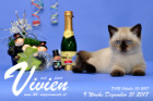 Vivien ist 9 Wochen alt ( 31.12.2017 )