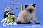 Vivien ist 9 Wochen alt ( 31.12.2017 )