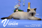 Vivien ist 9 Wochen alt ( 31.12.2017 )