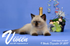 Vivien ist 9 Wochen alt ( 31.12.2017 )