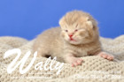Wally ist 1 Woche alt ( 08.03.2018 )