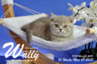Wally ist 10 Wochen alt ( 10.05.2018 )