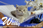 Wally ist 10 Wochen alt ( 10.05.2018 )